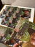 Jesse Ventura 8x10 Predator (b)